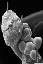 <i>Flower primordia are initiated on the flank of an inflorescence apical meristem (SEM)</i>