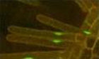 <i>CO protein is localised to the nucleus. Localisation of a CO:GFP protein to nuclei.</i>