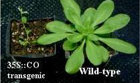 <i>Overexpression of CO causes extreme early flowering. A 35S::CO plant (left) compared to wild-type (right).</i>