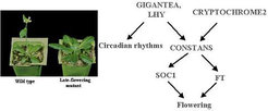 <i>The photoperiod pathway promotes flowering in response to long days. Study of early and late-flowering mutants defined interactions between genes that promote flowering in response to long days.</i>