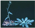<i>Arabidopsis flowers much earlier under long than short days. Wild-type Arabidopsis plants growing under long (left) and short (right) days.</i>