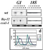 <i>LHY and CCA1 are required for the proper timing of daily rhythms in flowering time gene expression. The daily rhythm in GIGANTEA mRNA expression is altered in the lhy cca1 double mutant.</i>