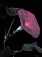 <i>The short-day plant Pharbitis nil.</i>