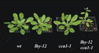 <i>Inactivation of both LHY and CCA1 causes extreme early flowering under short days. LHY and CCA1 have overlapping functions and the double mutant (far right) flowers much earlier under short days than either single mutant or wild-type plants.</i>
