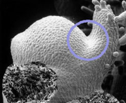 <i>Fig. 1: Scanning EM image of a tomato apex. Leaf primordia are visible as bulges at the flanks of the dome like structure. In the axils of leaf primordia (blue circle) lateral buds will be formed.</i>