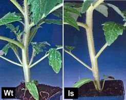 <i>Fig. 2: Comparison of tomato wildtype (2a) and lateral suppressor (2b) leaf axils. In wildtype plants a lateral shoot is found in each leaf axil. These are missing in the axils of the ls mutant.</i>