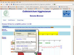 <i>Figure 1) Screenshot of the Colletotrichum higginsianum. Genome browser.</i>