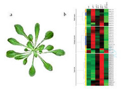 <i>Figure 2) Picture of the model plant Arabidopsis thaliana (a). Gene expression profiles of Arabidopsis thaliana plants with different immune responses (b).</i>