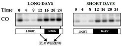 <i>In wild-type plants CO promotes flowering under long but not short days. Activation of CO function in long days is proposed to be due to co-incidence between the time of expression of CO and exposure to light under long but not short days.</i>