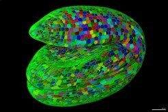 <p>Full 3D segmentation of an <em>Arabidopsis thaliana</em> mature embryo. Cells colored by ID. Data from Bassel et al. 2014, PNAS.</p>