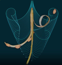 <p>Scientists have built a mathematical model to explain the explosive dispersal of seeds from a common garden weed. The blue lines are computer simulations of the coiling seed pod at consecutive time points.</p>