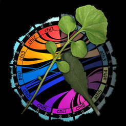 Assembly and analysis of the hairy bittercress (<em>Cardamine hirsuta</em>) genome sequence identifies the prevalent role of transcription factors and tandem gene duplicates in morphological evolution, and provides a valuable genetic resource for comparative studies with thale cress (<em>Arabidopsis thaliana</em>)and other crucifers.