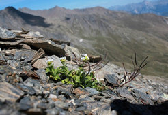 <p>Perennial Arabis alpina growing in a natural population in the French Alps.</p>