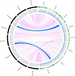 <p>Resequencing of introgression lines carrying segments of the annual A. montbretiana genome in perennial A. alpina.</p>
<p>Two segments (blue arcs) of the A. montbretiana genome (black outer ring) are present in the</p>
<p>A. alpina genome (green outer ring) and were delimited by Illumina resequencing.</p>