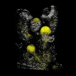 <p>Pattern of expression of SPL15 protein in the inflorescence.</p>
<p>SPL15 protein is fused to the VENUS fluorescent protein is expressed from the SPL15 promoter and visualized by confocal microscopy.</p>