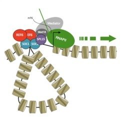 <p>Model for activation of transcription by SPL15. <br />SPL15 acts in a protein complex with the MADS box transcription factor SOC1 to activate transcription of target genes.</p>