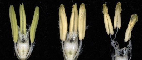 <p>Barley florets before anthesis and during synchronized maturation of reproductive organs. Anther dehiscence coincides with the beginning of stamen filament elongation. By the time stamens reach maximum length pistil self-pollination has occurred.</p>