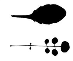 <p>The simple serrated leaf of<em> A. thaliana</em> (top) vs the compound leaf of <em>C. hirsuta</em> (bottom).</p>