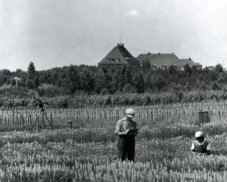 Archiv der Max-Planck-Gesellschaft Lupinen-Zuchtgarten des Institutes in Müncheberg, 1934