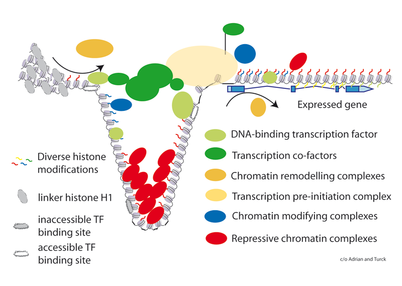 Figure 1. Schematic representation of a gene controlled by multiple factors. Several DNA-binding transcription factors and their co-factors (diverse shapes of green) participate in recruiting the pre-initiation complex (orange) to the transcription start site. Chromatin acts as a general transcription barrier, which needs to be temporarily removed by chromatin remodeling complexes (brown) that open the chromatin. Chromatin remodeling complexes are recruited by transcription factors, which in turn may require prior chromatin remodeling to reach their target sites. Protein complexes that reinforce the chromatin barrier (blue and red) to transcription are embedded in transcriptional regulatory networks. One possible role of repressive chromatin is to block access to hidden transcription factor binding sites. A second role can be the participation in setting up a molecular memory.