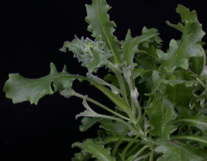 Figure 1: Polycarpic growth habit in Arabis alpina. Axillary branches bellow the inflorescences maintain vegetative growth after flowering