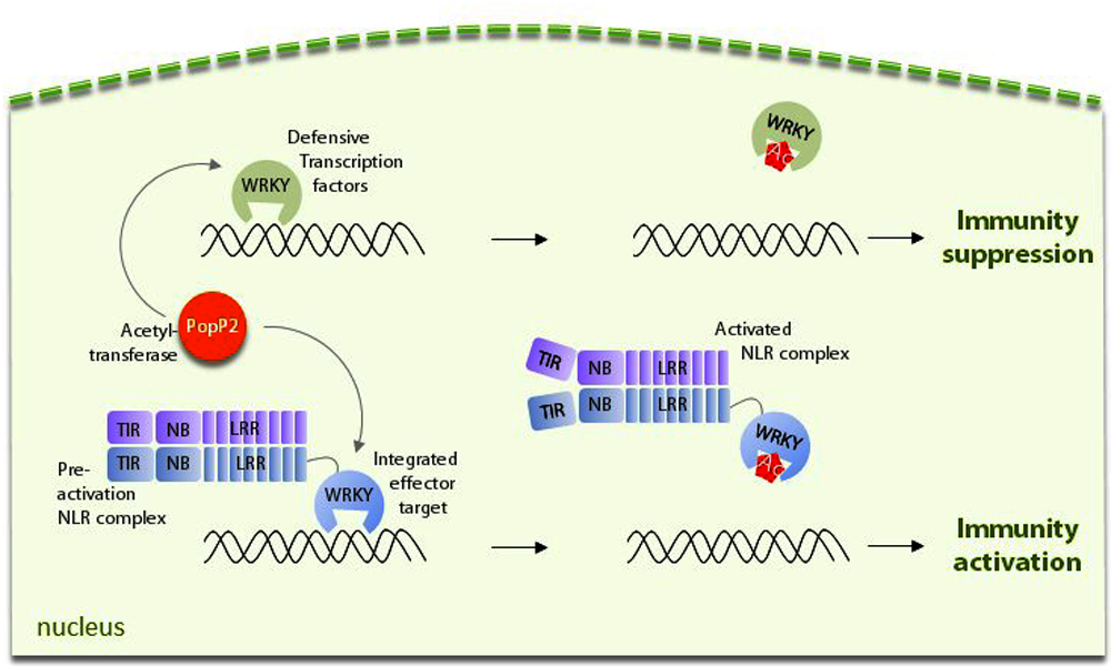 Direct capture of a pathogen defense-suppressing activity by a plant NLR pair at the DNA triggers immunity