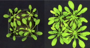 Arabidopsis thaliana grown in a soil with low (left) and high (right) phosphorus availability