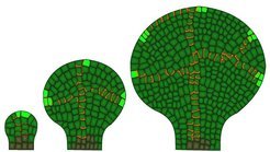 Transport-feedback model of auxin transport on a growing leaf. Growth creates space in the leaf margin for new auxin convergence points to emerge, which initiates new veins in the leaf lamina. See Smith and Bayer 2009