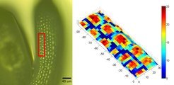 Cellular Force Microscopy on a mature <i>Arabidopsis</i> Embryo. Color indicates stiffness in N/m. Mature embryo project work done by Anne-Lise Routier-Kierzkowska in collaboration with the Bassel lab, Birmingham.