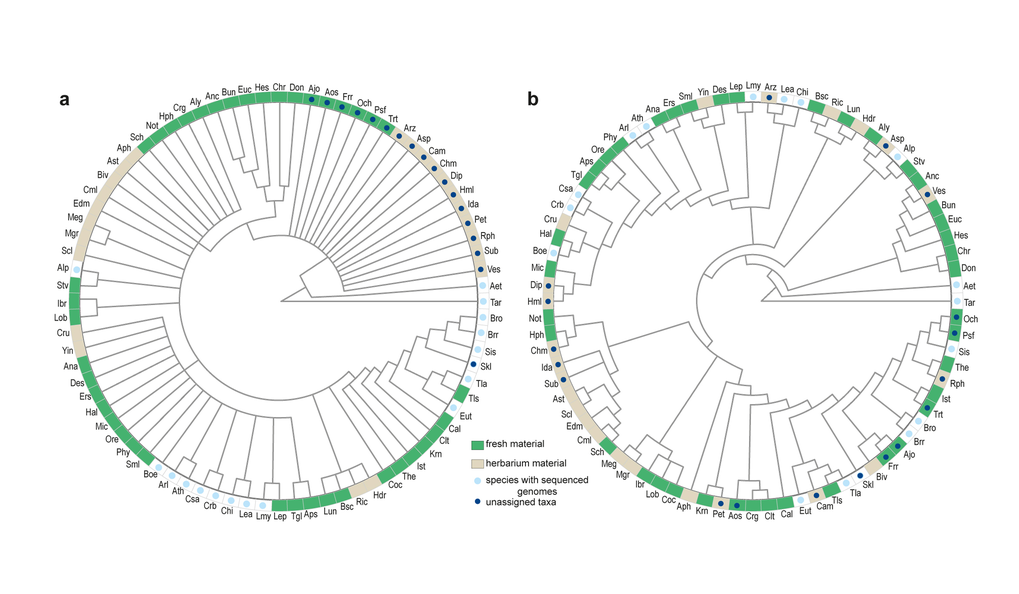Improvement of consensus Brassicaceae phylogeny by Nikolov et al: a. Phylogeny before the current study. b. Phylogeny as resolved in this study. One third of the samples were obtained from herbarium material (brown). Dark blue dot: the 16 taxa with previously ambiguous position or previously unassigned to a tribe. Light blue dot: Species with sequenced genomes.