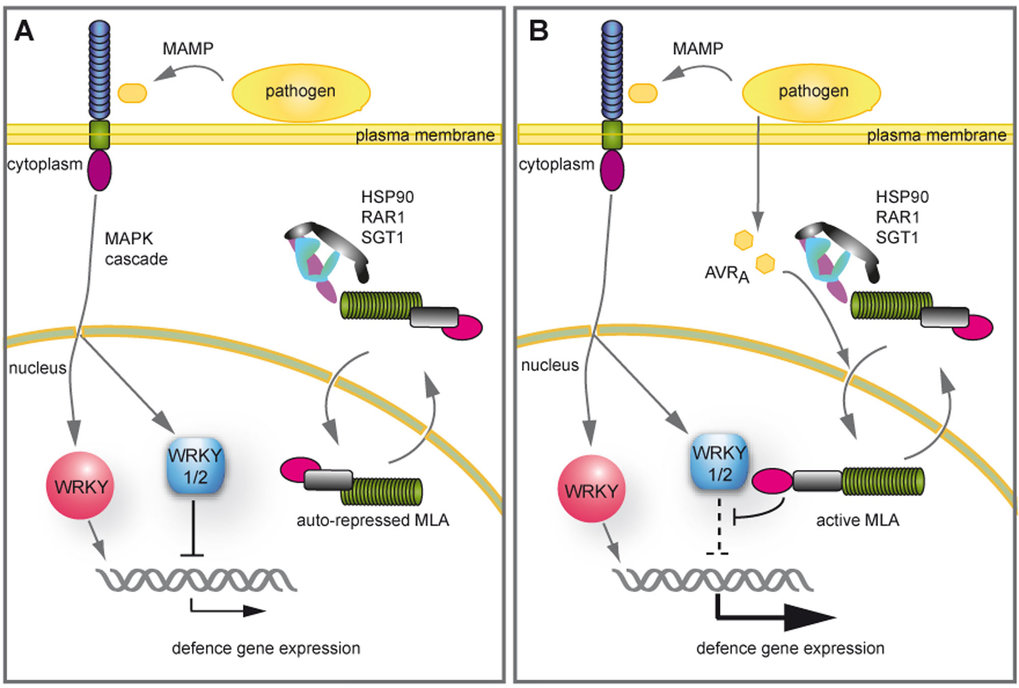 Nuclear action of MLA links effector-specific and MAMP-triggered immune responses