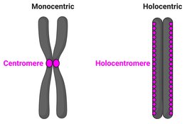 Evolution im Zeitraffer durch alternative Chromosomenorganisation<br /> 