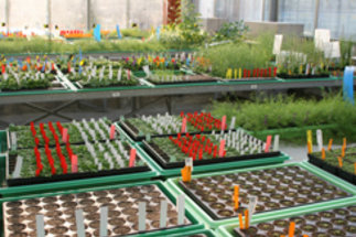 Plant Cultivation Facilities
