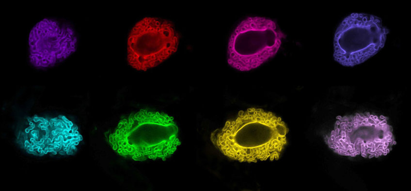 Department of Plant-Microbe Interactions Department of Plant-Microbe Interactions