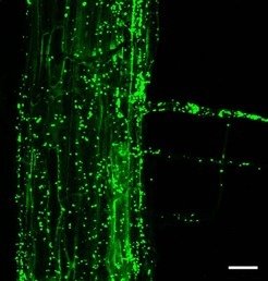 <em>Colonization of the Arabidopsis root surface by rhizobacteria. Fluorescent bacteria were labeled by CARD-FISH</em>