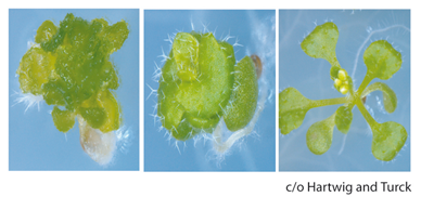 <p>Figure 3. Examples of genetic enhancer mutations in the <i>lhp1</i> background.</p>