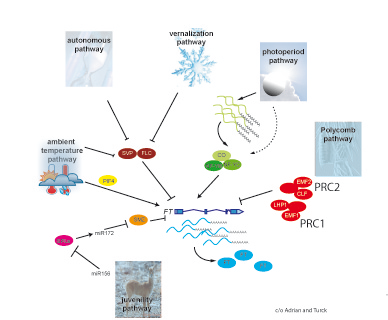 <p>Figure 3. Many pathways converge to regulate the expression of the floral integrator gene <i>FT</i>. The juvenility and autonomous pathways provide an input from developmental cues, whereas the photoperiod, vernalization and ambient temperature pathways are connected to signal from the environment. The Polycomb pathway provides the structural scaffold to enable control by the regulatory pathways.</p>