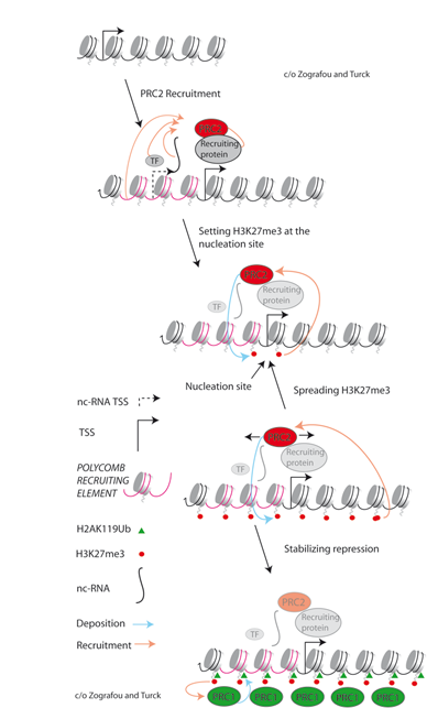 <p>Figure 1. Polycomb Repressive Complex 2 (PRC2) is recruited either by the action of DNA-binding transcription factors, ncRNAs or other mechanisms. PRC2 contains an HMTase that tri-methylates lysine 27 of H3 (H3K27me3). Starting from an H3K27me3 nucleation site, which is linked to a PcG-recruiting region, the H3K27me3 spreads to flanking regions because the PRC2 recognizes its own target modification and is further activated by binding to the modified H3. Polycomb Repressive Complex 1 (PRC1) is recruited by H3K27me3 and further modifies chromatin by ubiquitination of lysine 119 (or related positions) of H2A (H2AK119ub) through two components that contain RING domains. H2AK119ub is important for chromatin compaction and subsequent gene repression.</p>