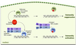 Direct capture of a potent bacterial virulence activity by a plant immune receptor pair