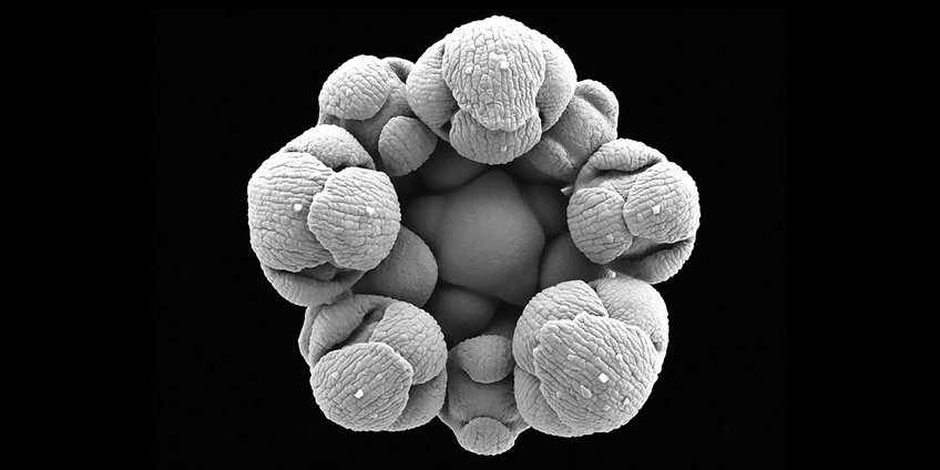 Department of Plant Developmental Biology Department of Plant Developmental Biology