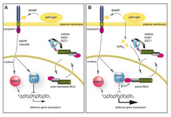 <em>Nuclear action of MLA links effector-specific and MAMP-triggered immune responses</em>
