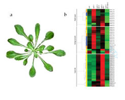 Figure 2) Picture of the model plant Arabidopsis thaliana (a). Gene expression profiles of Arabidopsis thaliana plants with different immune responses (b).