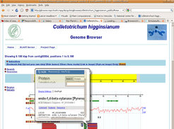 Figure 1) Screenshot of the Colletotrichum higginsianum. Genome browser.