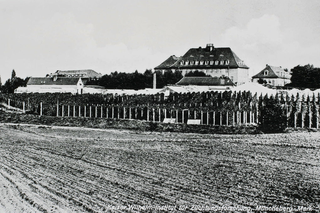 Lupinengarden, Müncheberg, 1934