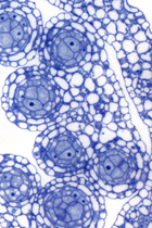 Sporogenic tissue differentiate at the four corners of an anther (LM)