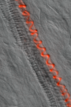 Improper lignification (red) of xylem vessels as symptom of copper insufficiency (LM)