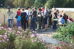 Im Schaugarten des Max-Planck-Institutes für Pflanzenzüchtungsforschung
