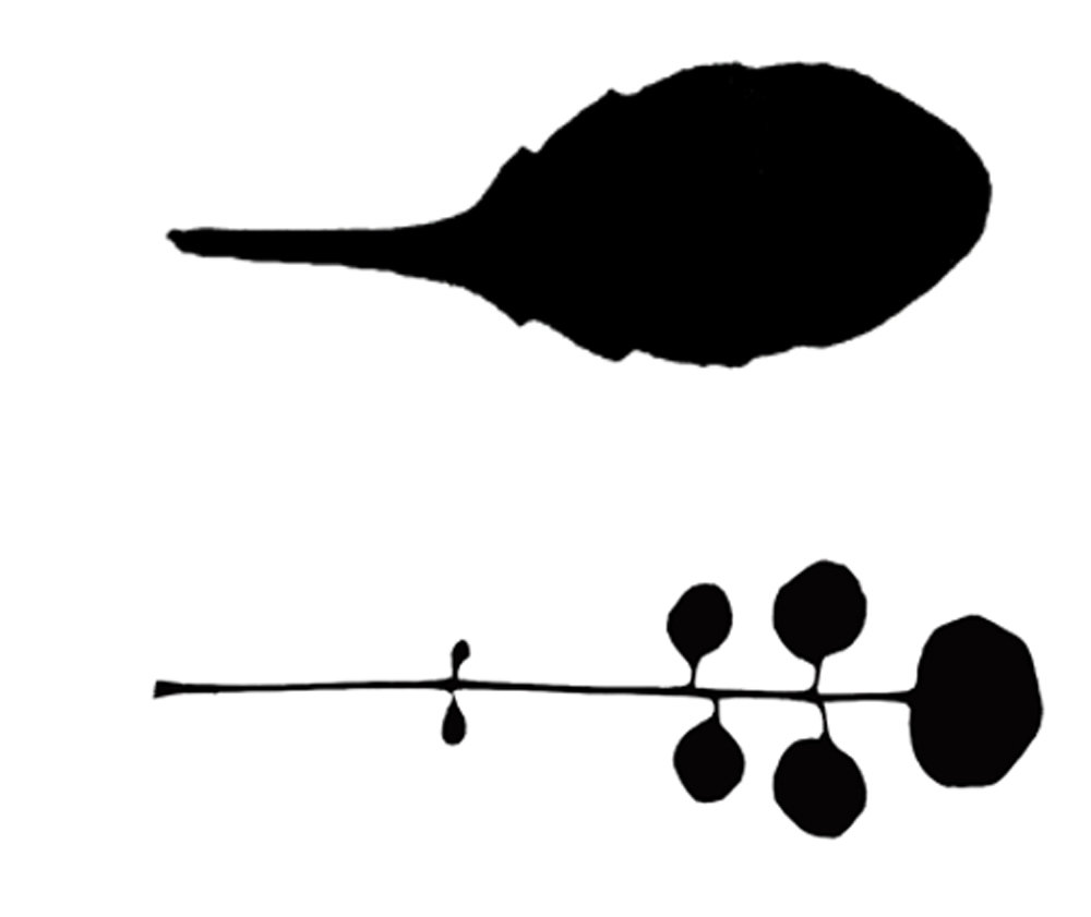 The simple serrated leaf of A. thaliana (top) vs the compound leaf of C. hirsuta (bottom).