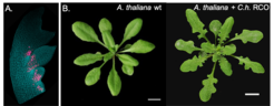 2A. RCO-Venus translational reporter gene expression (magenta) in the developing Cardamine hirsuta leaf. 2B. RCO was lost in A. thaliana and its introduction in the A. thaliana genome as a transgene results in a more complex leaf shape.