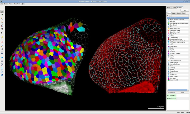 Screen shot of MorphoGraphX showing two consecutive time points of a tomato shoot meristem taken as confocal image stacks (from Kierzkowski et al. 2012). The curved surface shape is extracted, subdivided, and then segmented into cells, allowing the quantification of shape change at the cellular level. Initially developed as part of the SystemsX.ch Swiss initiative for systems biology Plant Growth RTD.